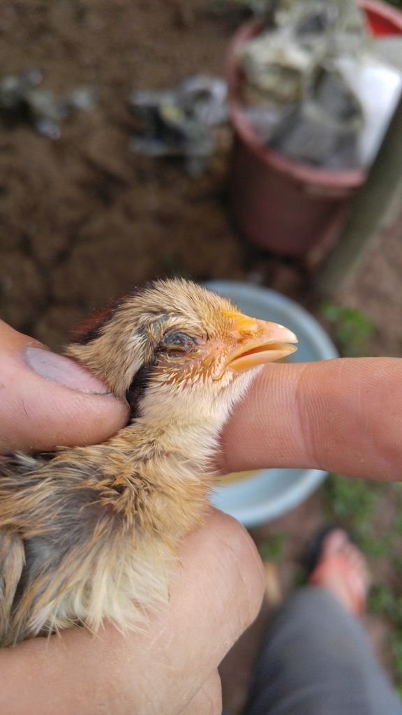 Coryza , hoành hành bá đạo!!