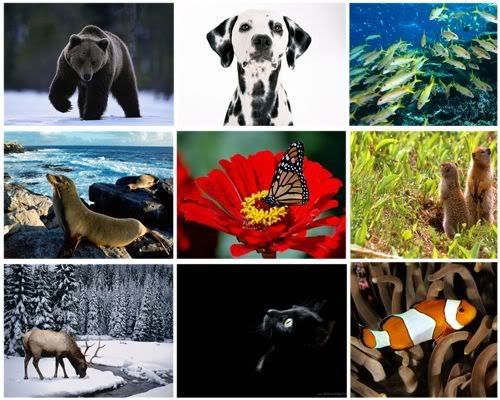 animals wallpapers. Wallpapers Animal Pack