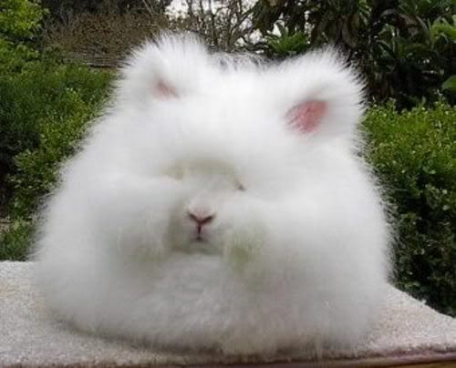 http://i40.photobucket.com/albums/e242/slikrik19/angora_rabbit.jpg