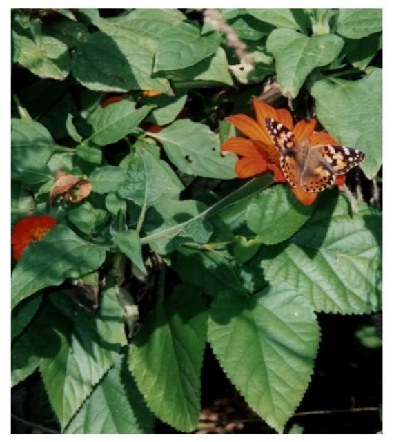 butterflyonsunflower.jpg