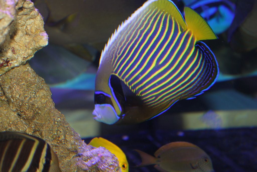 Foxface And Sailfin Tang Diet Plans