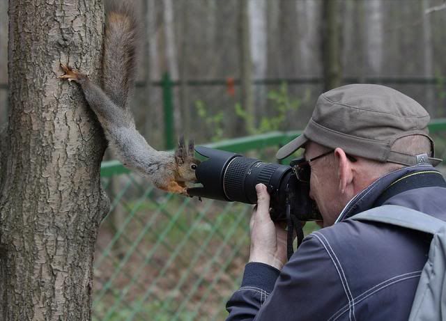 Squirrel Pictures, Images and Photos