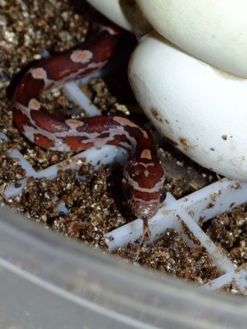 2008_061708hatchlingsII0006.jpg