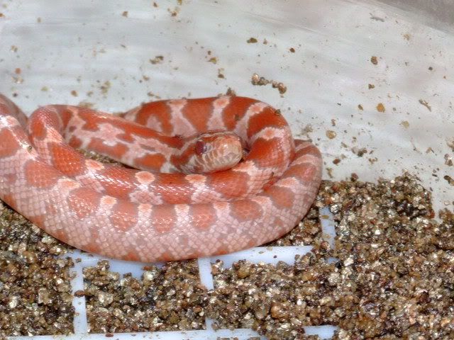 2008_061708hatchlingsIII0009.jpg