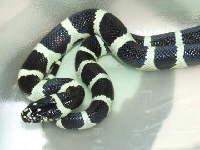 DSCF0582.jpg