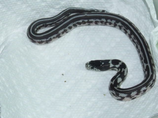 DSCF0492.jpg