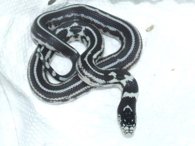 DSCF0496.jpg