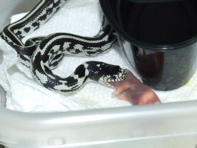 DSCF0670.jpg