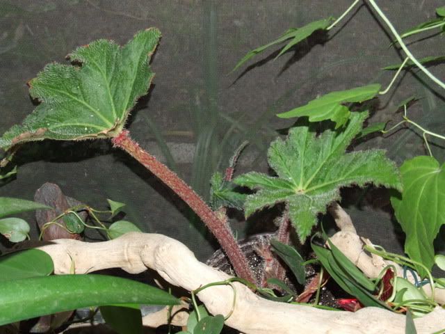DSCF0633.jpg