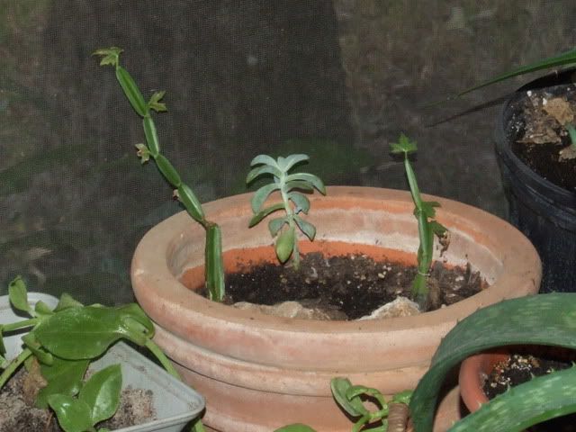 DSCF0637.jpg