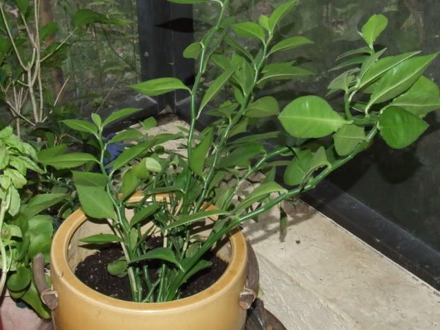 DSCF0638.jpg