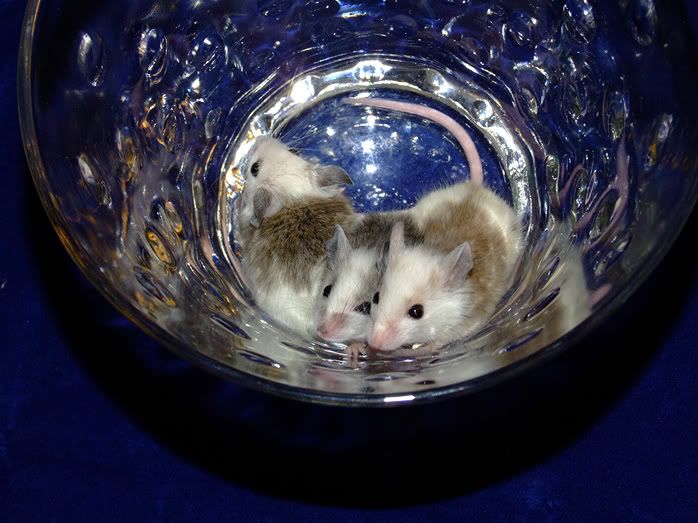2009_0726Mice0067.jpg