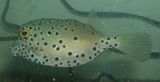 Box.jpg Mr. Boxfish image by codenamelumiere