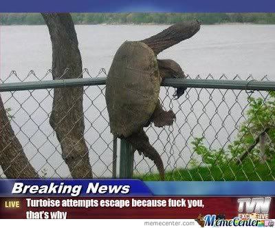 turtle.jpg