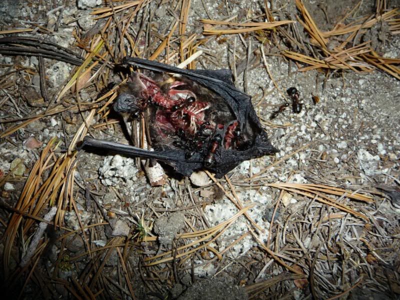 [Linked Image from i40.photobucket.com]