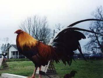 Nene+Abello+Game+Farm Blackwater Farm Related Keywords & Suggestions - Blackwater Farm Long ...