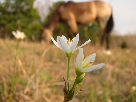 IMAGE: http://i40.photobucket.com/albums/e250/GypsyMagic2/2781e4c9.jpg