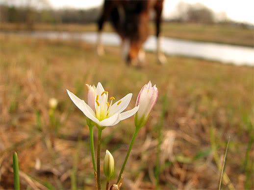 IMAGE: http://i40.photobucket.com/albums/e250/GypsyMagic2/4cec6b9f.jpg