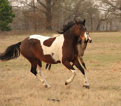 IMAGE: http://i40.photobucket.com/albums/e250/GypsyMagic2/c8ea57f6.jpg