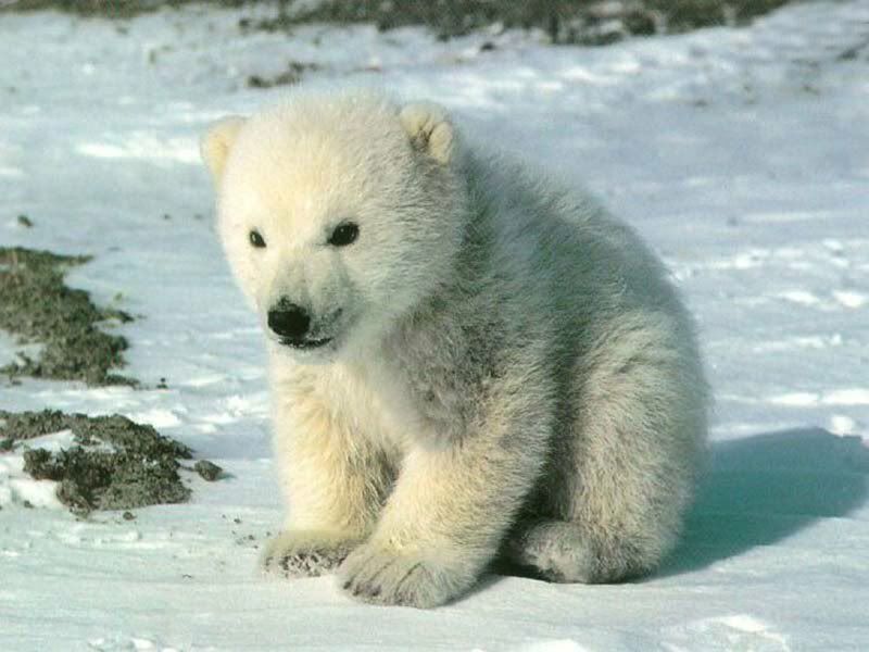 polar bear photo: Polar bear cub bear_1.jpg