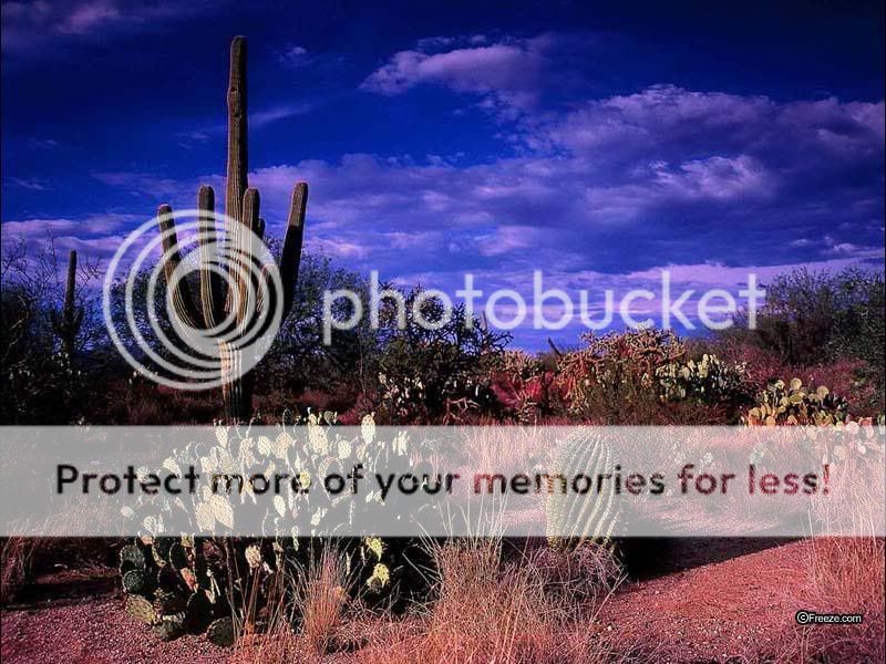 Image result for pics tucson desert