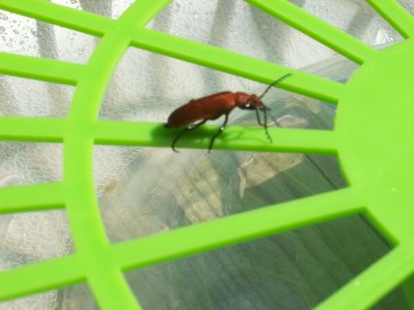 100_1609.jpg