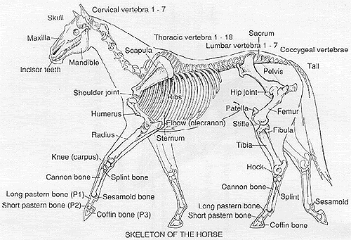 4. Hind End Assembly - Applesonhorses