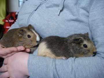 squeaks.jpg