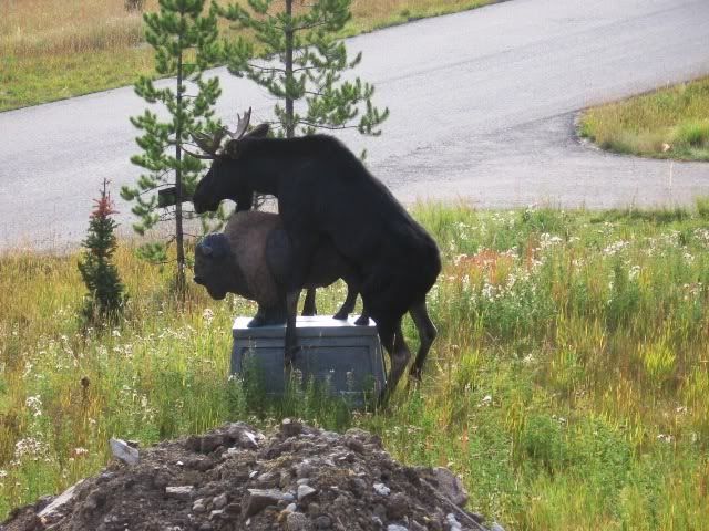 https://i40.photobucket.com/albums/e224/smuder201/love-moose-4-read1.jpg