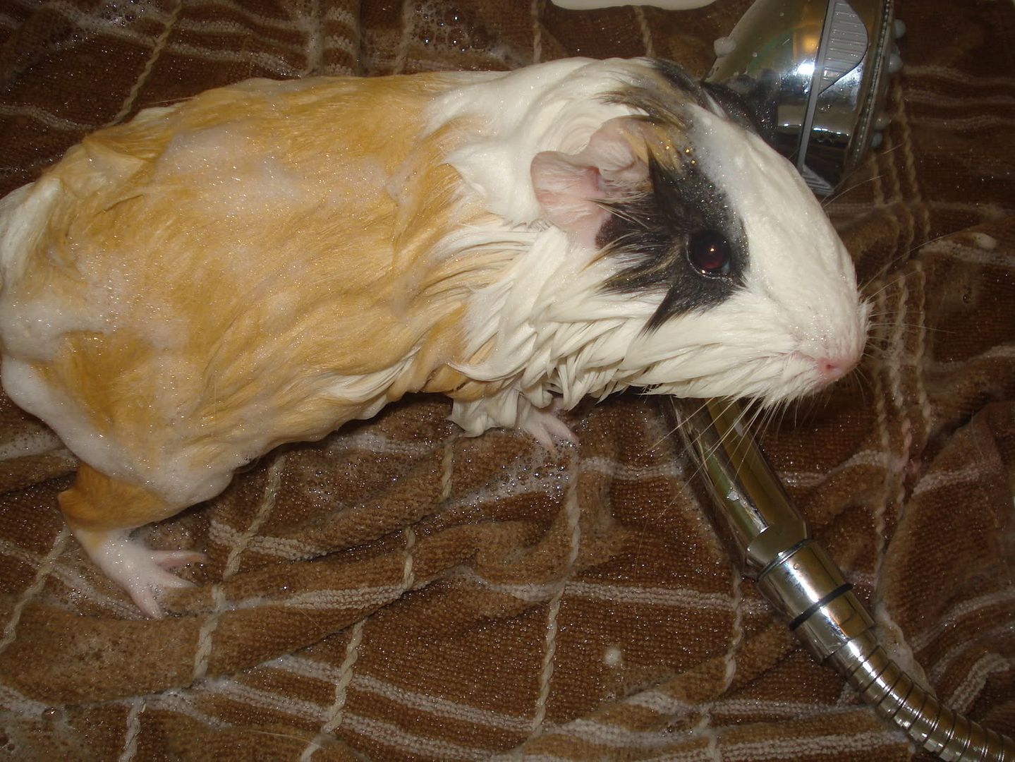 DSC03737.jpg