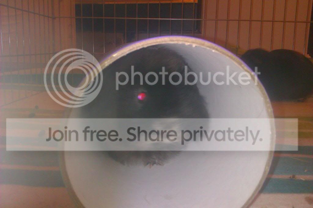 IMAG0383_zpsbf1ae58f.jpg