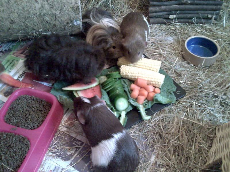 Veg-1.jpg
