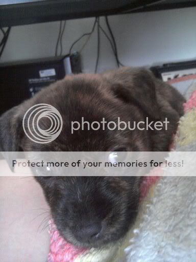 http://i40.photobucket.com/albums/e242/inkZart/puppy3.jpg