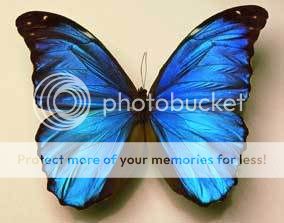 butterflyBLU